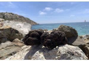 Tartufo nero estivo scorzone fresco